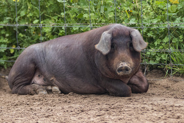 Cerdo ibérico de la dehesa de Extremadura mirando a cámara en primer plano