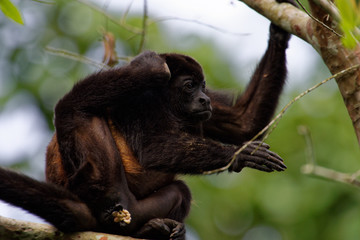 Manteled howler(Alouatta palliata) have sometimes parasites. With grooming each other or just scratching itself, it tries to get rid of it.