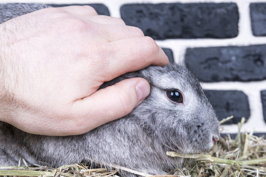 Man hand strokes a gray rabbit by the ears, sitting in a hay near a brick wall