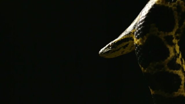 Hanging yellow anaconda