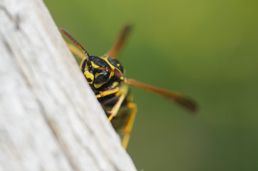 Wasp,  wasp on wood
