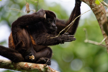 Manteled howler(Alouatta palliata) have sometimes parasites. With grooming each other or just scratching itself, it tries to get rid of it.