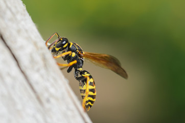 Wasp,  wasp on wood