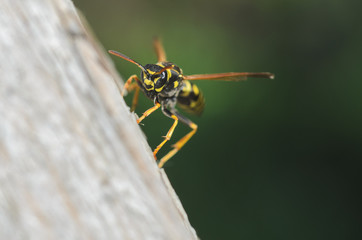 Wasp,  wasp on wood