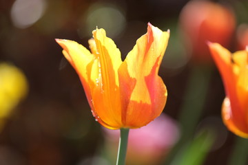 Fototapeta premium tulipe