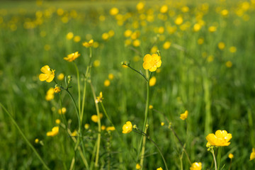 small yellow flowers in a high grown meadow