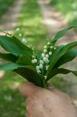 closeup of lily of the valley flowers in hand of woman in the forest