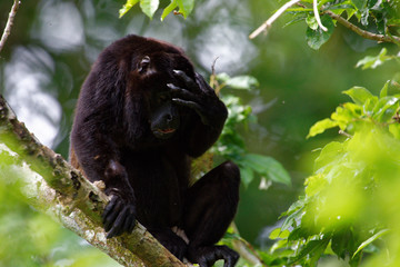 Male mantled howlers are one of the largest Central American monkeys. They can weight up to ca. 10kg. The male mantled howler has a hollow bone near the vocal cords, which amplifies the calls making.