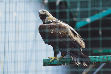 Bird of the hawk, long-legged buzzard