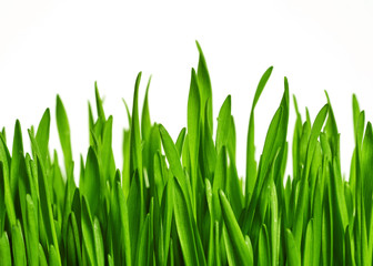 Fototapeta na wymiar Texture of a bright green fresh spring grass with morning dew on a white background. Macro photography. Background for your text and design 