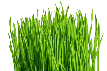 Texture of a bright green fresh spring grass with morning dew on a white background. Macro photography. Background for your text and design
