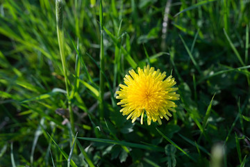 dandelion in green gras from above