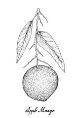 Hand Drawn of Apple Mango on White Background