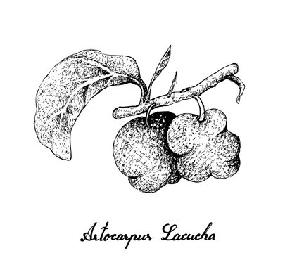 Hand Drawn of Fresh Artocarpus Lacucha Fruits
