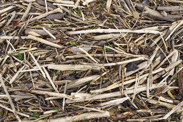 Background of dry tree branches. Texture of wooden sticks thrown out by the sea on a sandy beach