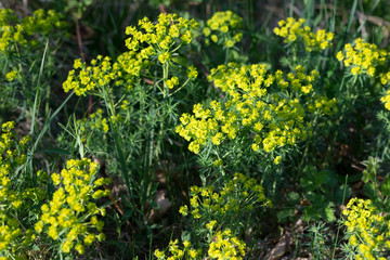 yellow flowers with a lot of green