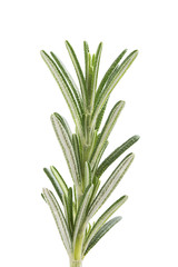 Rosemary sprig isolated