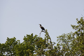 Héron sur un arbre au Bois de Boulogne à Paris	
