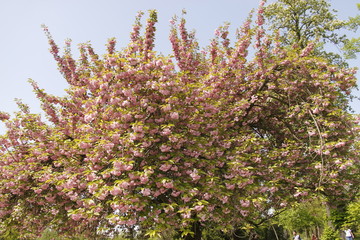 Cerisier en fleurs au Bois de Boulogne à Paris	