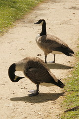 Canards au Bois de Boulogne à Paris	