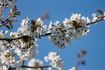 blühender Kirschbaum vor blauem Himmel
