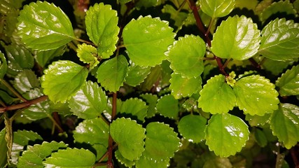 plectranthus verticillatus 1