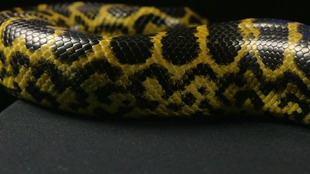 Crawling snake on black background
