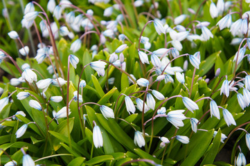 Scilla mischtschenkoana or squill blue flowers with green