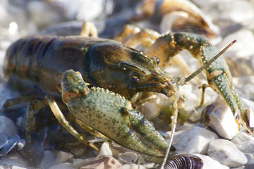 Gamberetto di acqua dolce su strato di conchiglie