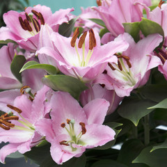 Beautiful pink lilies in the garden