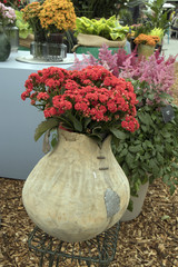 the Different types of multi-colored Kalanchoe in clay pots in the greenhouse of the botanical...