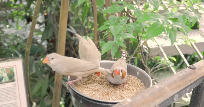 Piccoli uccelli beccano il cibo in un parco naturale