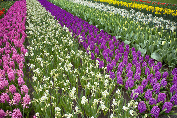 the Multicolored fields of daffodils, tulips and hyacinths in Holland