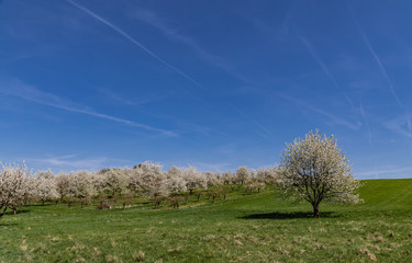 Fototapeta na wymiar blühende Kirschbäume in einer Plantage in witzenhausen