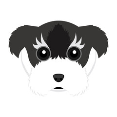 Cute schnauzer dog avatar
