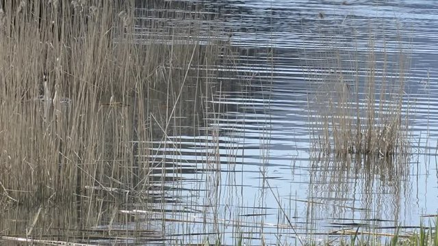 i suoni del biotopo 4