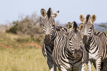 Fototapeta na wymiar Three zebras standing in a national park of South Africa