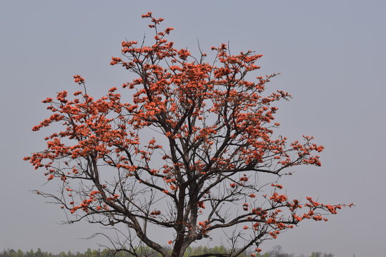 Natural beauty of Butea monosperma