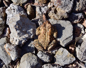 Detail of an American toad sitting on lava rocks.