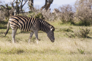 Fototapeta na wymiar Zebra walking and grazing on long dry grass