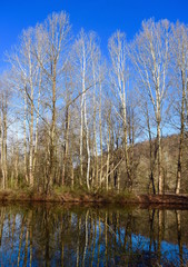 Fototapeta na wymiar Scenic landscape of a pond with reflected trees in spring.