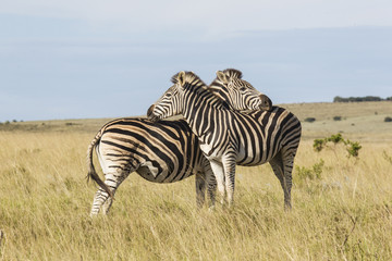 Fototapeta na wymiar Zebras standing in dry grassland leaning on each other