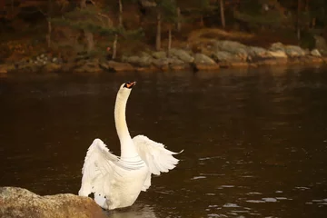 Blackout roller blinds Swan White male swan