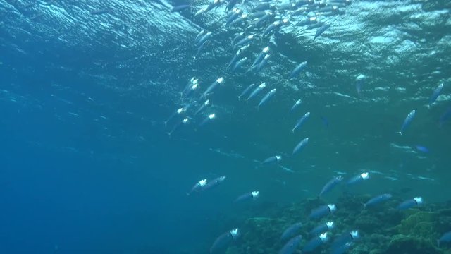 School of Indian mackerel ram feeding on plankton near the coral reef. 4K ultra hd 2160p video clip