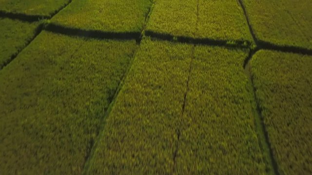 Amazing view of rice plantation in village at sunset aerial footage