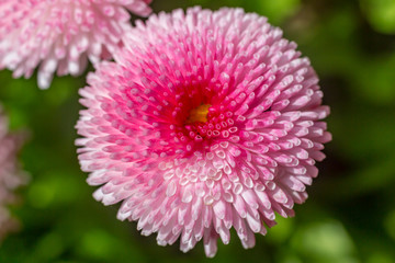 Pink Bellis Flowers