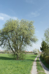 Apfelbaumblüten