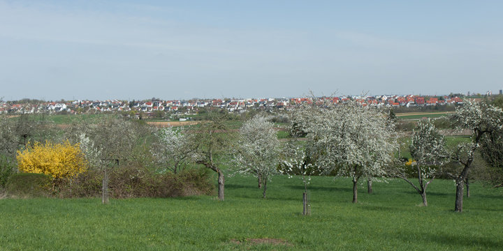 Apfelbaumbl&uuml;ten
