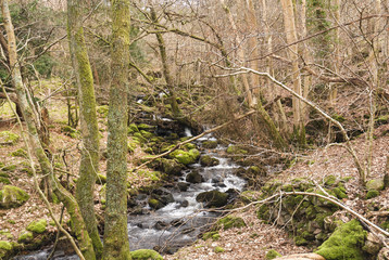Force How Woodland / One of the many streams that flow into the River Brathay flowing through Force How woodland near Elterwater in Cumbria, England.