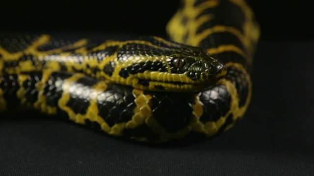 Waiting yellow anaconda